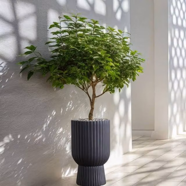 Wyld and Coco MgO Ceramic Round Pinstriped Planter in Graphite Grey for Indoor or Outdoor Use – 1