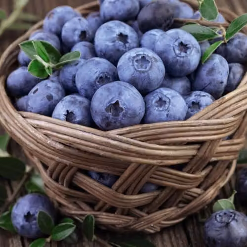 Thompson & Morgan Blueberry Bluecrop Hardy Mid-Season Variety, 2 x 9cm Potted Plants – 2