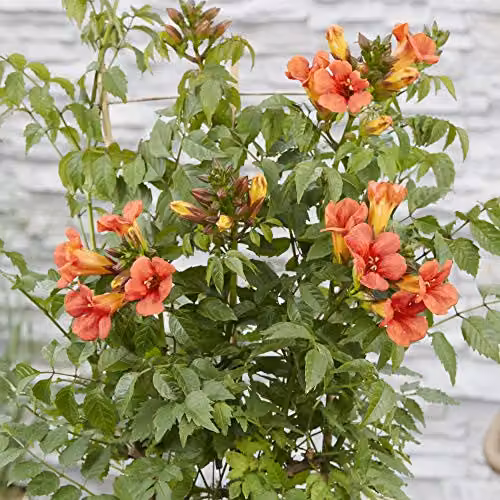 Thompson and Morgan Campsis x Taglibuana Trumpet Fire Hardy Climbing Shrub, Red and Orange, 2 x 2 Litre Pots