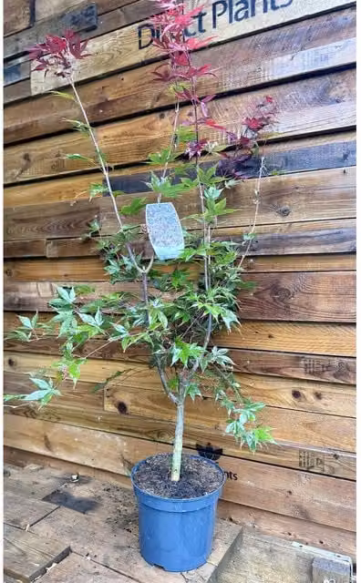 Direct Plants Japanese Acer Palmatum Bloodgood Ornamental Tree, Purple, Height: 110 cm, 7.5 l Pot