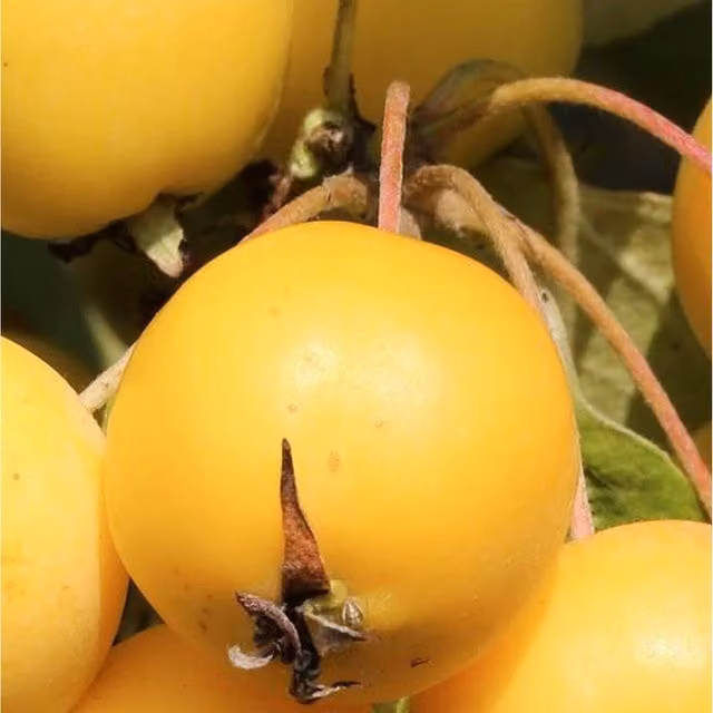 Direct Plants Malus x Zumi Golden Hornet Flowering Crab Apple Ornamental Tree, Green, Height: 152.4 cm