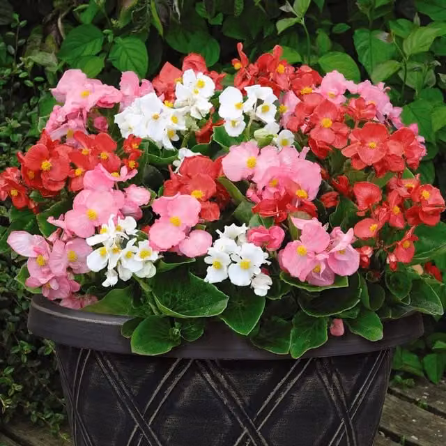 Thompson and Morgan Begonia F1 Lotto Mixed Multicolour Bedding Plants, 30 Pots