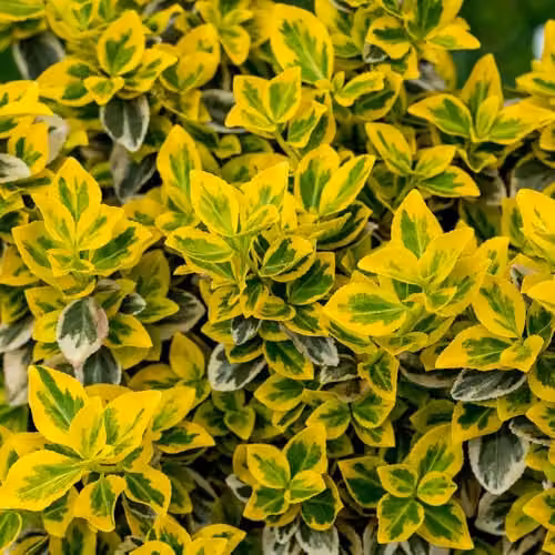YouGarden Euonymus Emerald n Gold Standard Trees, Pair of Green and Yellow Ornamental Plants in 18cm Pots – 2