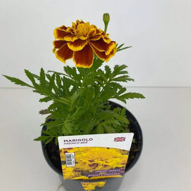 Plants by Post Marigold French Bee Bee-Friendly Summer Bedding Plants, Golden Yellow with Dark Centre, 2 x 1L Pots