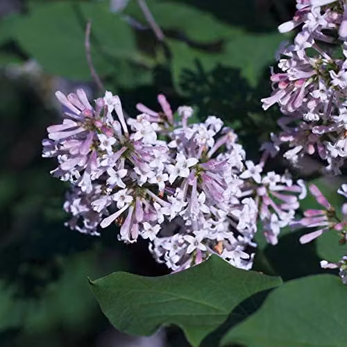 Thompson and Morgan Miss Kim Manchurian Lilac Syringa Hardy Ornamental Shrub in 9cm Pot