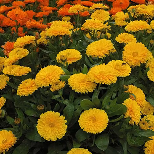 Thompson and Morgan Calendula English Pot Marigold Candyman Yellow Double Flowered Seeds, 100 Seeds – 1