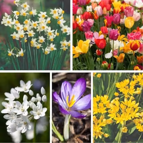 Thompson and Morgan Super Saver Spring Flowering Bulb Collection, 1000 Bulbs, Multicolour