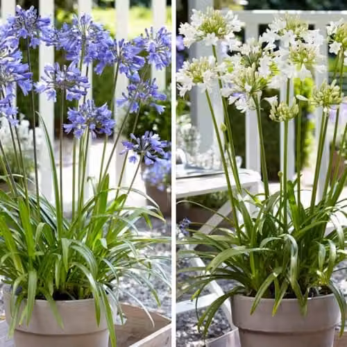 Thompson & Morgan Agapanthus Ever Duo White and Blue Flowering Perennials, 2 x 9cm Pots – 1