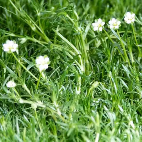 Thompson & Morgan Sagina subulata Irish Moss Groundcover Plant, Hardy Evergreen Perennial with White Summer Flowers, 2 x 9cm Pots – 2