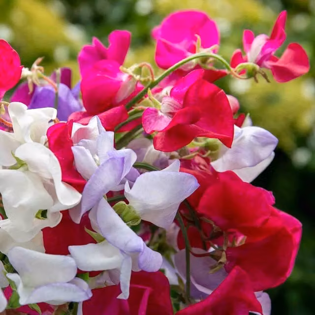 Unwins Old Fashioned Selection Multicolour Sweet Pea Climber Flower Seeds