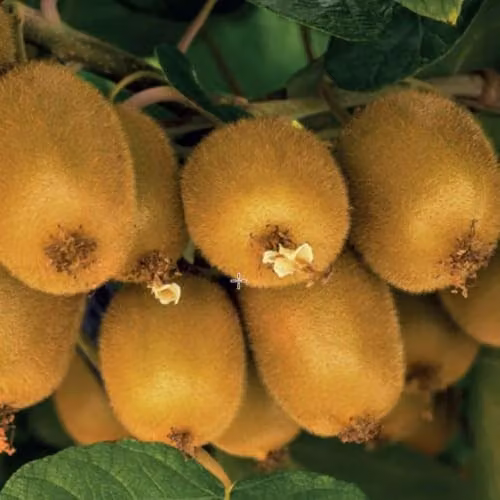 Thompson & Morgan Golden Kiwi Actinidia chinensis Fruit Plant, 2 Litre Pot