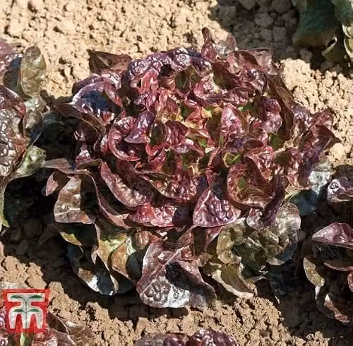 Thompson and Morgan Lettuce Saxo Lactuca Sativa Seed Packet, Approx. 250 Seeds