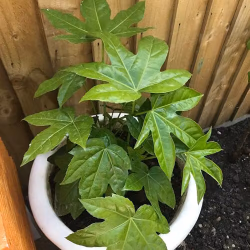 Thompson and Morgan Fatsia Japonica Architectural Evergreen Ornamental Shrub, 3 x 3.5 Litre Pots – 3