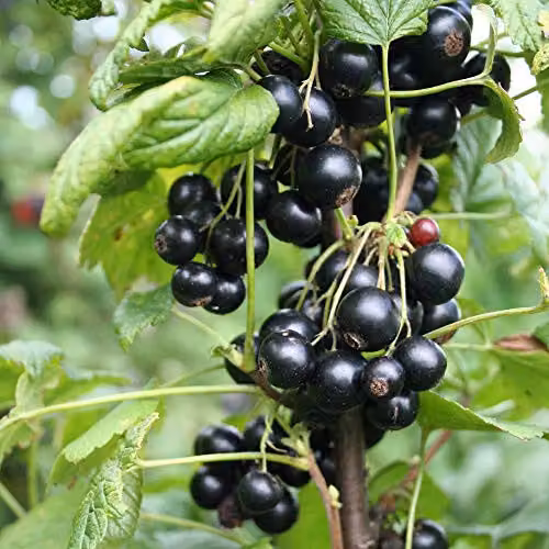 Thompson and Morgan Blackcurrant Summer Pearls Hardy Shrub Garden Plants, 1 x 9cm Potted Plant – 1