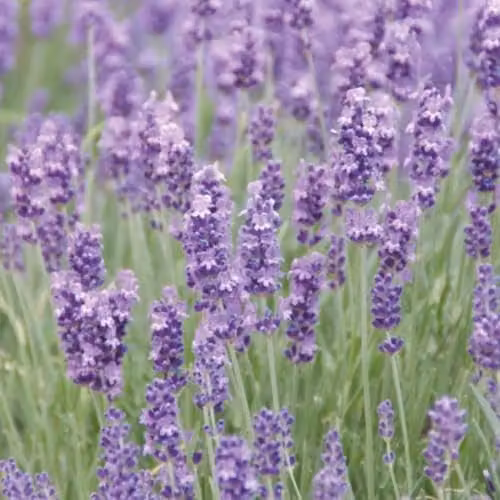 Thompson and Morgan Lavandula Munstead Lavender Hardy Ornamental Shrub, 3 x Jumbo Plug Plants – 1