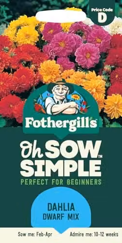 Mr Fothergill's Oh Sow Simple Dwarf Dahlia Mixed Colour Flower Seeds – 1