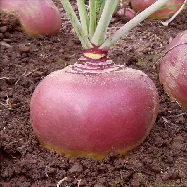 Marshalls Garden Swede Seeds Tweed F1, 100 Seeds, Clubroot-Resistant Hybrid, Red/Purple Variety