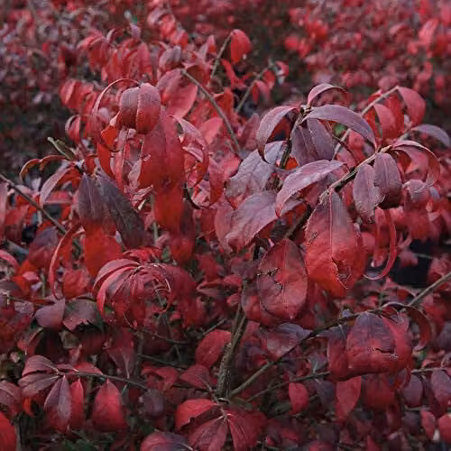Thompson and Morgan Euonymus Alatus Compactus Winged Spindle Shrub with Green to Red Foliage, 2 x 3.6 Litre Pots