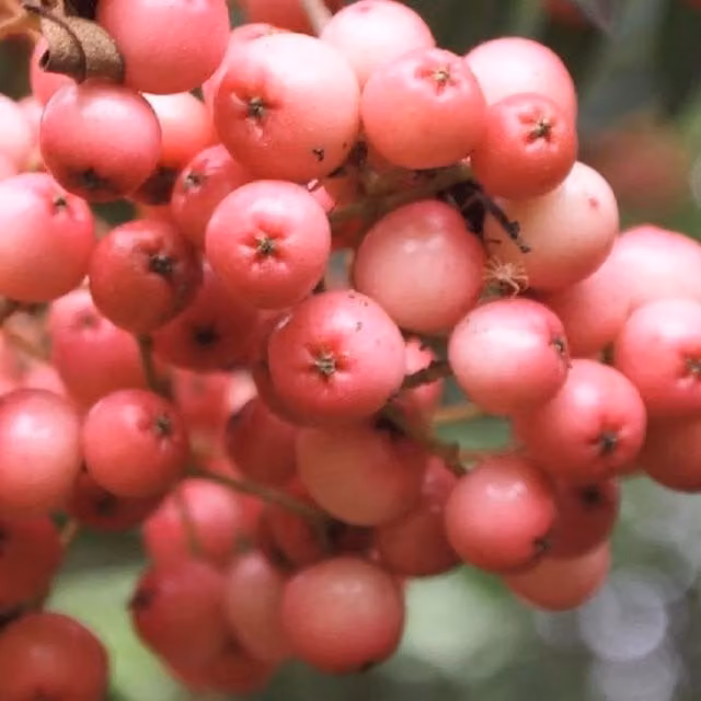 Direct Plants Sorbus Kirsten Mountain Ash Ornamental Tree with Pink Berries