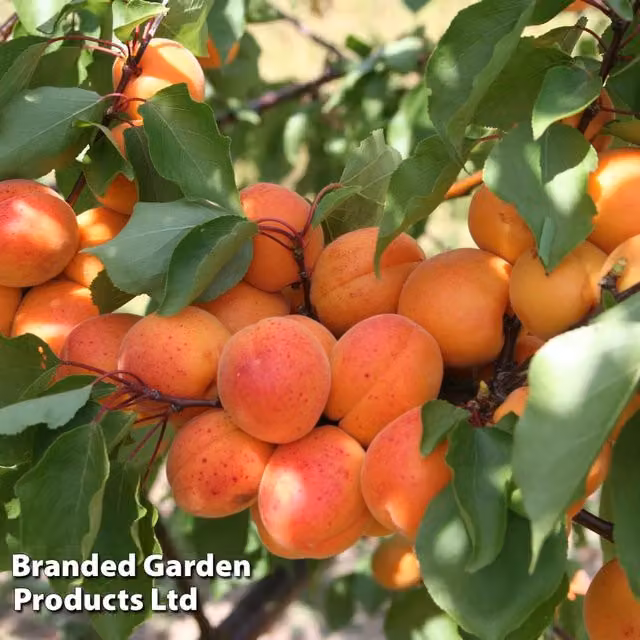Thompson & Morgan Prunus Apricot Patio Fruit Tree