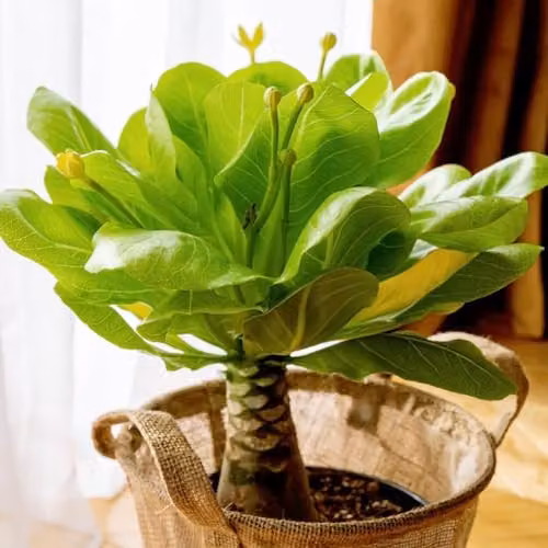 Thompson and Morgan Brighamia insignis Hawaiian Palm, Scented Indoor Perennial with Yellow Flowers, 1x 12cm Pot – 2