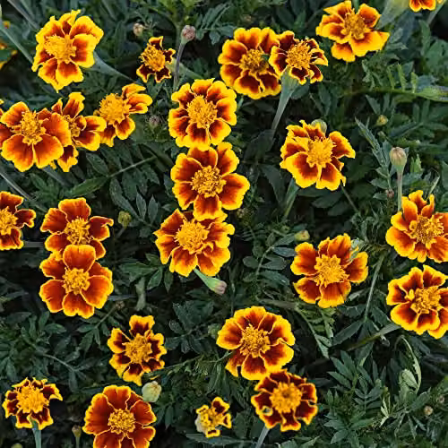 Thompson and Morgan French Marigold Single Legion of Honour Tagetes patula Heirloom Variety Flower Seeds, 100 Seeds per Packet – 1