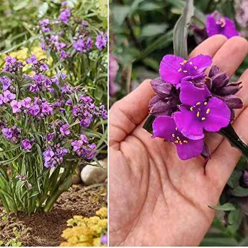 Thompson and Morgan Tradescantia Brain Storm Hardy Perennial Potted Plants, 3 x 9cm Pots – 4