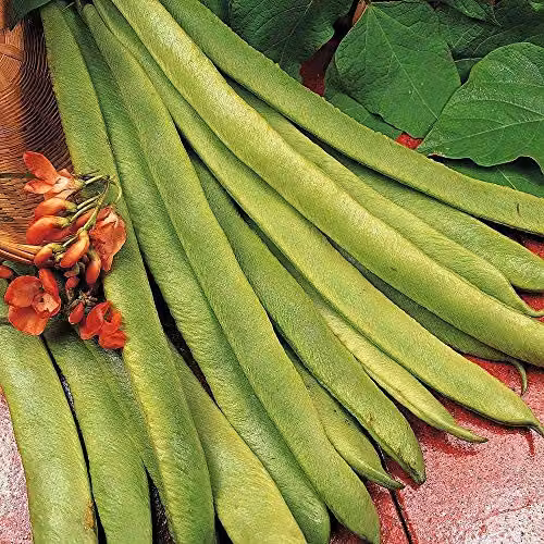 Thompson and Morgan Scarlet Emperor Runner Bean Vegetable Seeds, 40 Seeds – 1