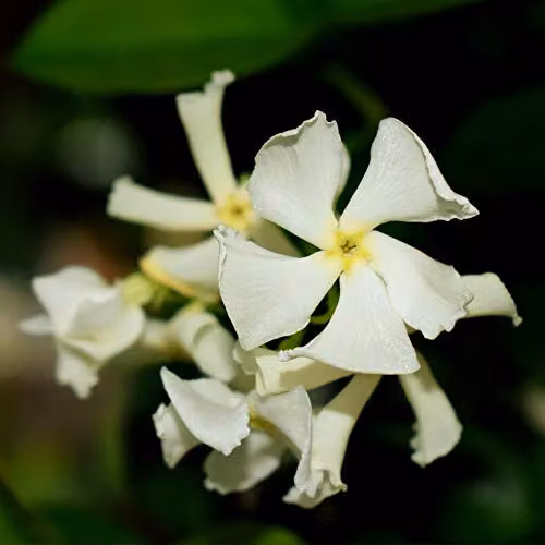 Thompson and Morgan Star Jasmine Trachelospermum Jasminoides Hardy Climbing Shrub with White Flowers, 9cm Pot – 1