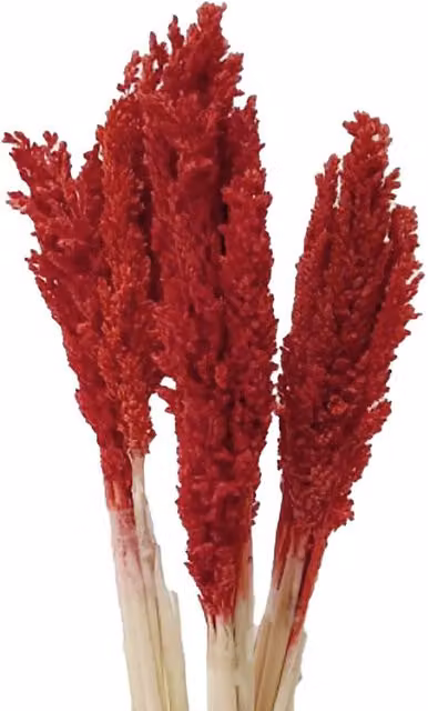 KDMK Organic Red Cantal Grass Bunch Sustainable Floral Decor