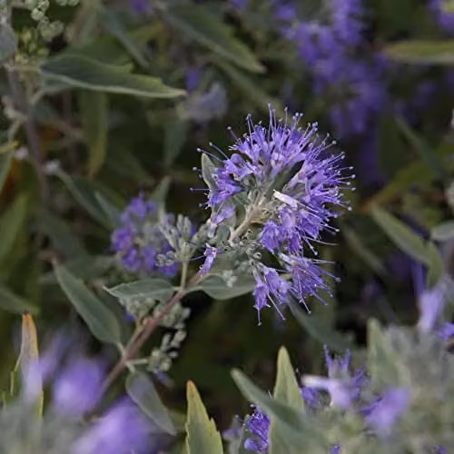 Thompson & Morgan Caryopteris Clandonensis Ferndown Hardy Scented Blue Ornamental Shrub, 3.5 Litre Potted Plant