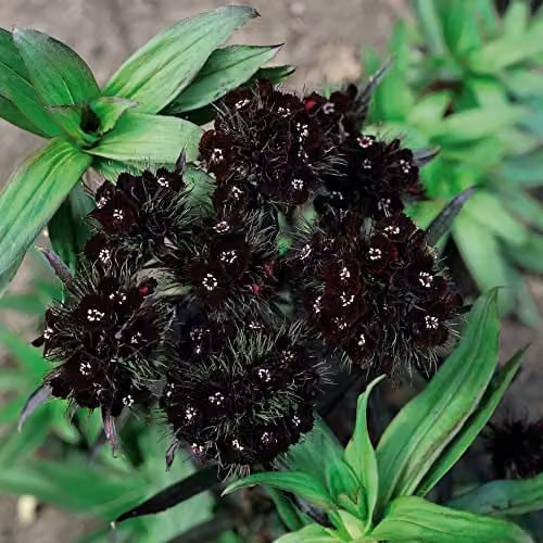 Thompson and Morgan Dianthus barbatus nigrescens Sooty Sweet William Hardy Perennial Flower Seeds, Maroon-Brown Blooms, 30 Seeds