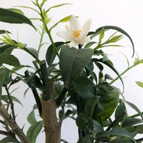 Thompson and Morgan Yuzu Citrus Fruit Tree, 3 Litre Potted Plant