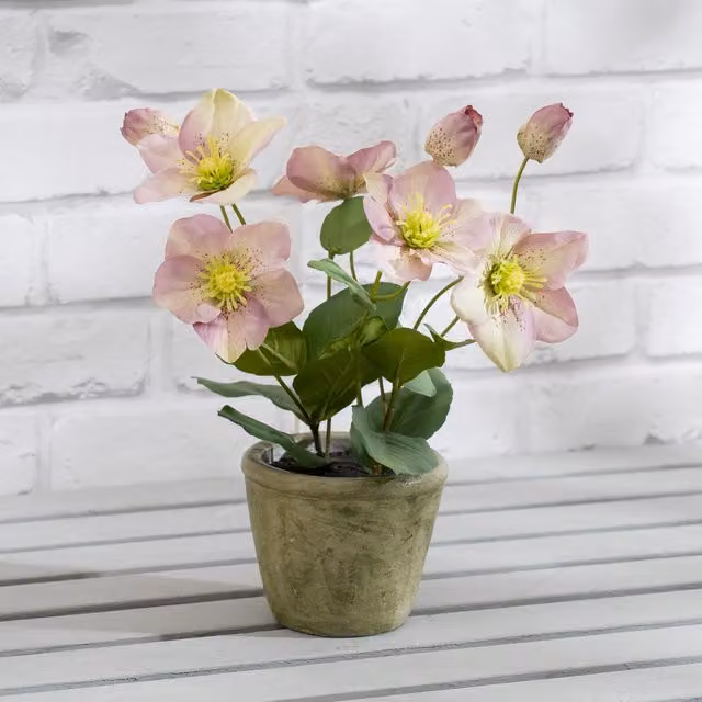 Scottish Everlastings Ltd Purple Hellebore Potted Plant in Ceramic Tabletop Pot
