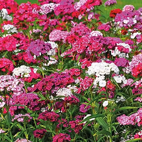 Thompson and Morgan Sweet William Mixed Colour Hardy Perennial Plug Plants, 6 Pack