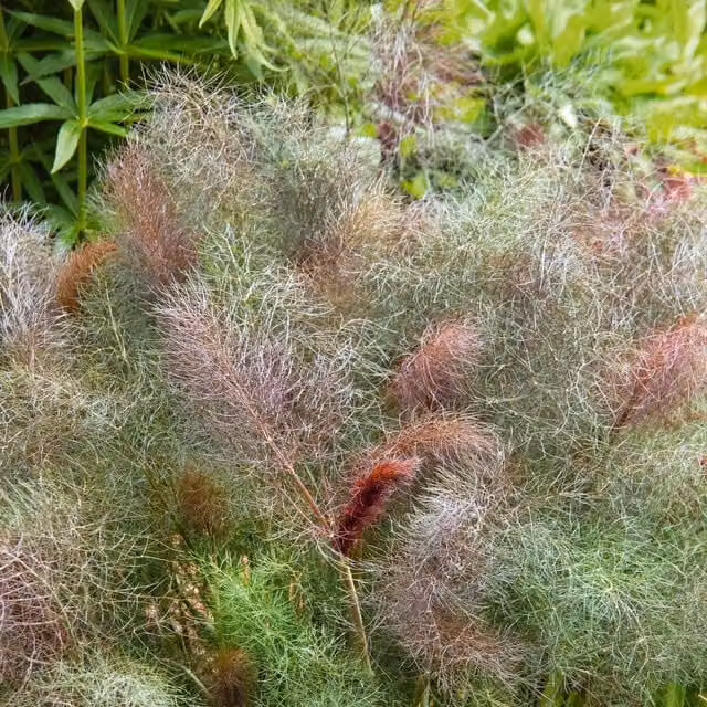 Marshalls Garden Purple Fennel Bronze Foeniculum vulgare Purpureum Perennial Herb
