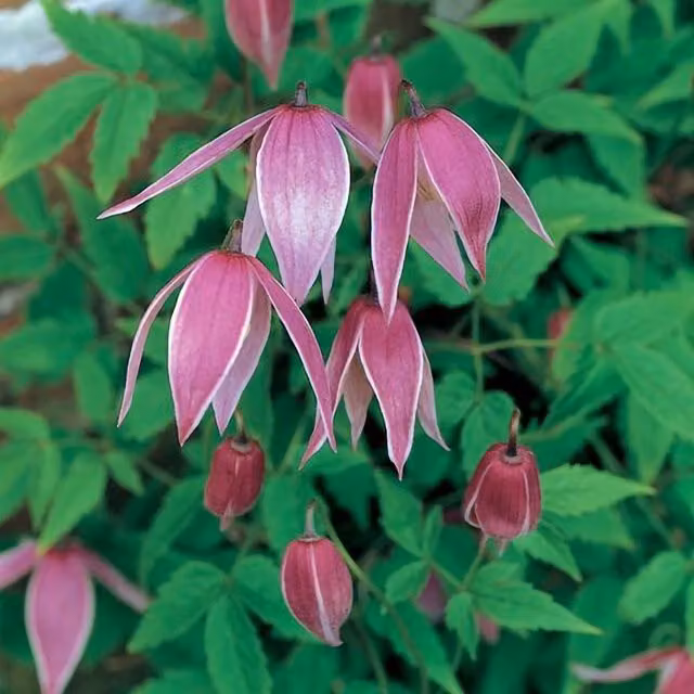 Plant Theory Clematis Constance Purple Flowering Climbing Plant in a Pot, Green