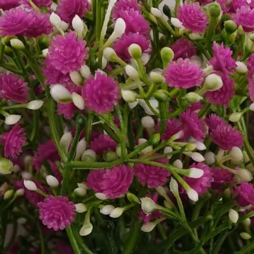Leaf Design Pink Gypsophila Artificial Flowers, Pack of 6, Height: 55 cm – 2