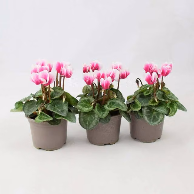 Plants by Post Cyclamen Pink Bicolour Perennial Plants, Pack of 3, 9cm Pots