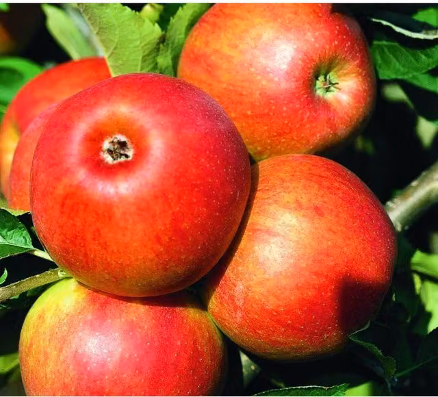 Directplants Jonagold Apple Fruit Tree, Red, 12L Pot