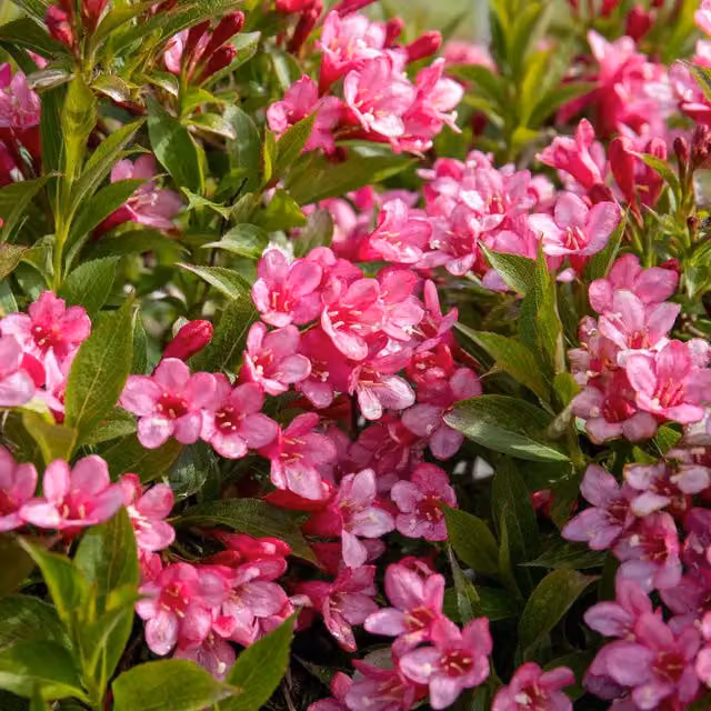 Marshalls Garden Weigela Picobella Rosa Pink Ornamental Shrub