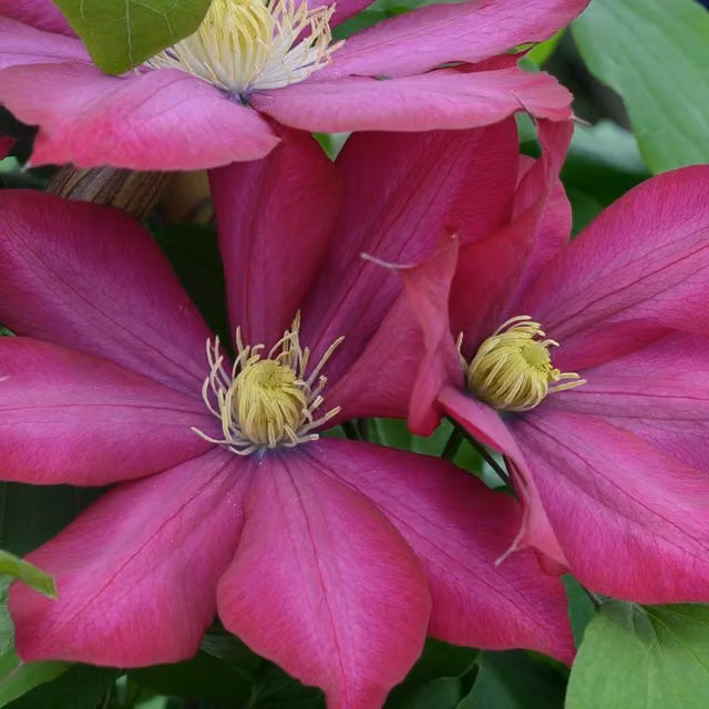 Plants By Post Clematis Bourbon Evipo018 Climber, Magenta Pink and Yellow