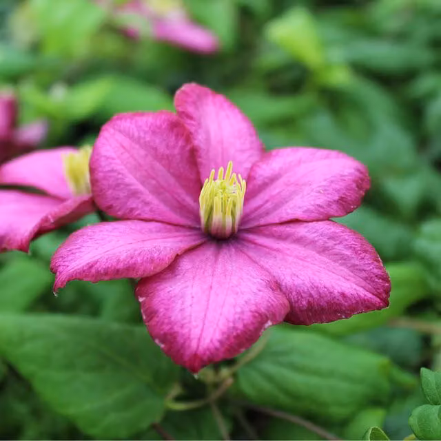 Plants By Post Clematis Tickled Pink Perennial Climber