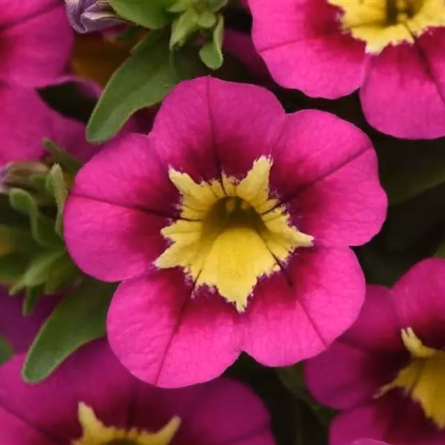 Plants by Post Calibrachoa Bumble Bee Hot Pink Bedding Plants, 3 x 9cm Pots