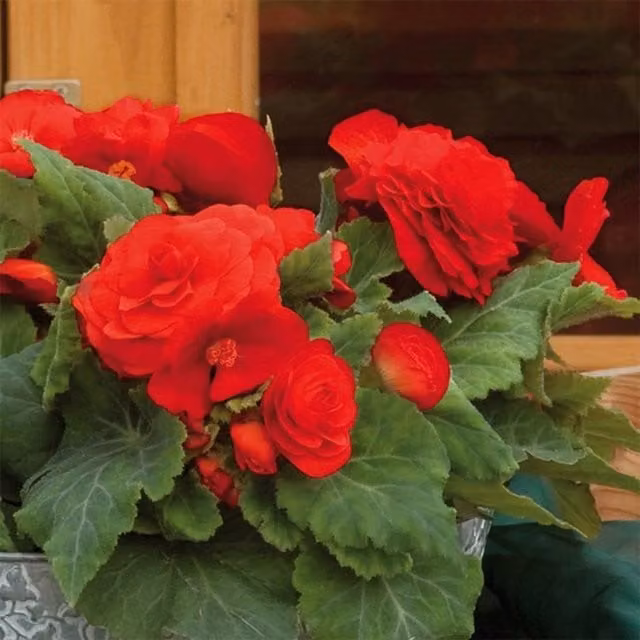Plant Theory Set of 3 Red Nonstop Bedding Begonia Plants in 1L Pots