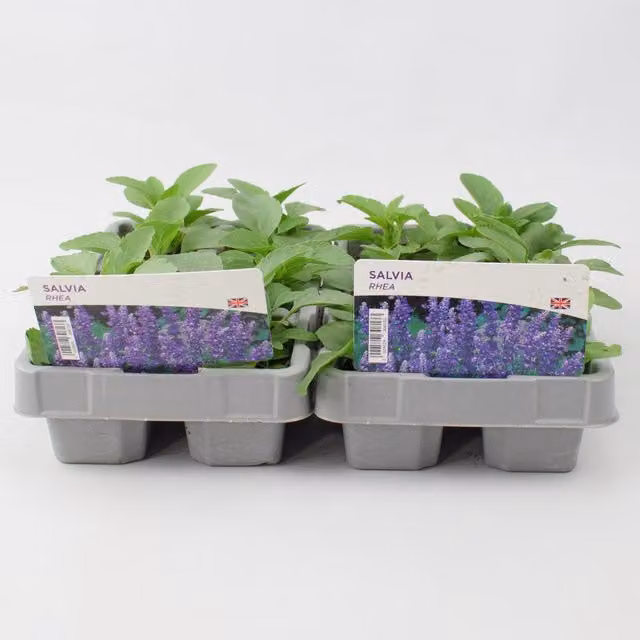 Plants By Post Salvia Rhea 12 Blue and Purple Ornamental Shrubs for Summer and Autumn Outdoor Planting