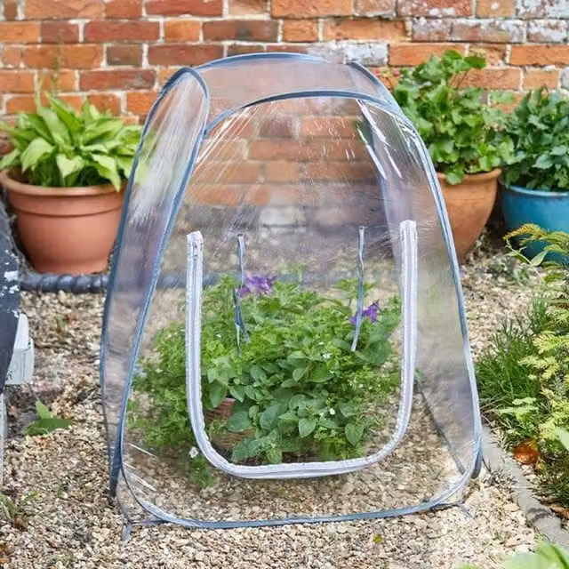 Garden Mile Pop Up Greenhouse, Clear and White, H 70 cm x W 70 cm x D 70 cm