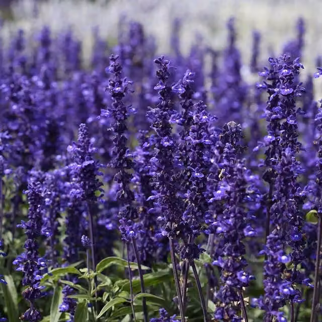 Plant Theory Set of 3 Victoria Blue Vivisal PBR Salvia Perennial Bedding Plants in 9cm Pots