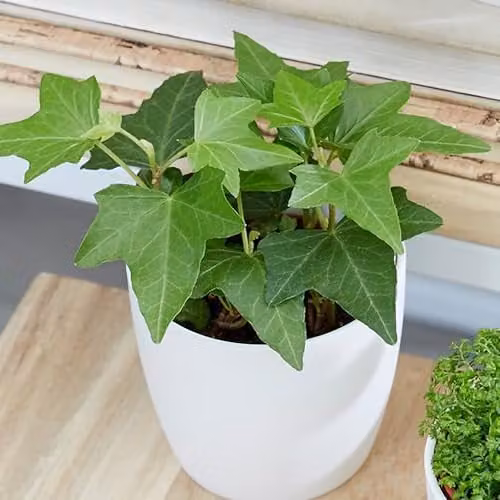Plant Theory Hedera Helix English Ivy Green Climber Houseplant in 8.5cm Pot