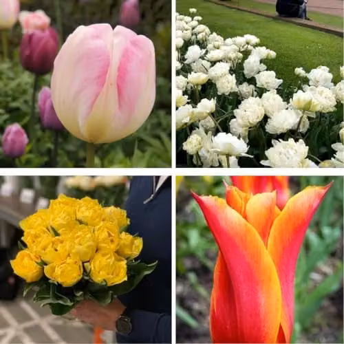 Thompson & Morgan Tulip Super Scented Collection Multicolour Mixed Bulbs, 64 Bulbs